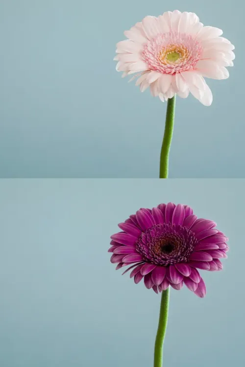 change color of image