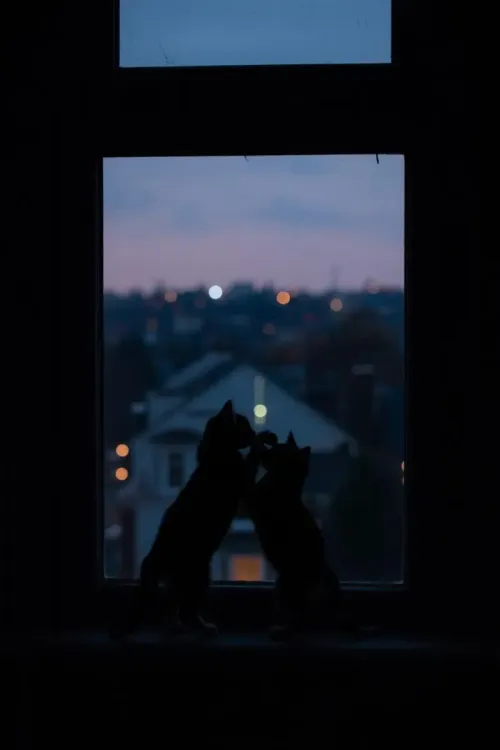 silhouette maker