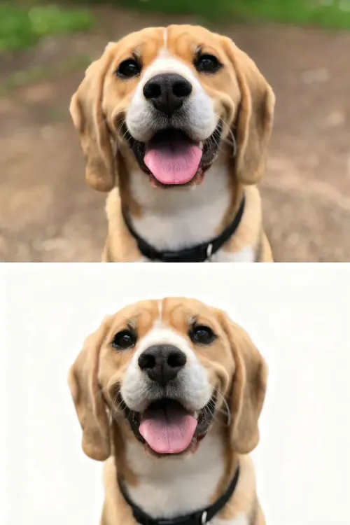 white background
